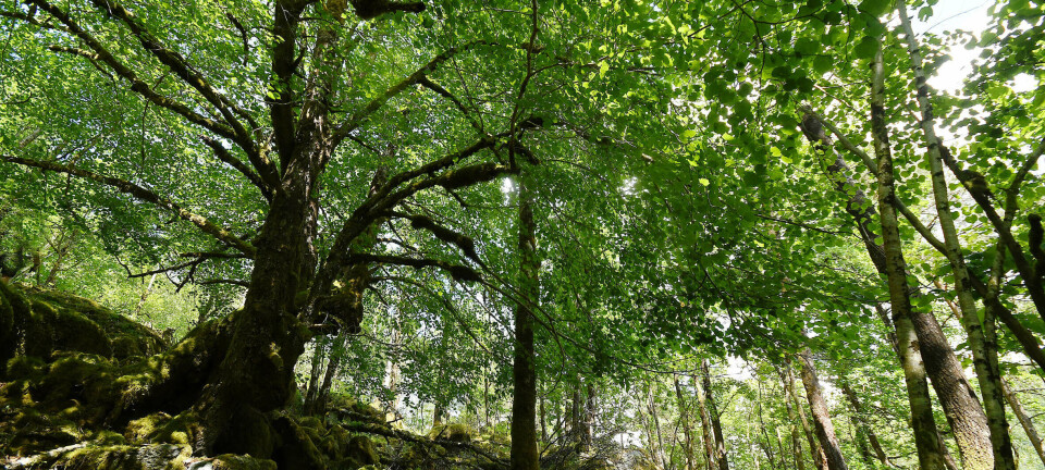 – Det er lite som henger sammen av planer, verdier og prat