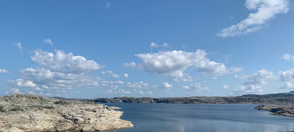 Villreinen eller mennesket – kven skal ut?