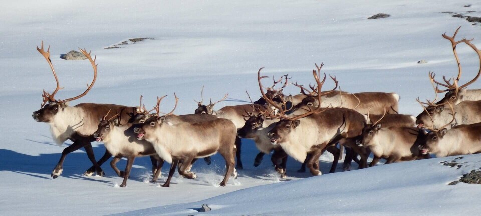 Fylkesutvalet deler departementes uro for villreinen