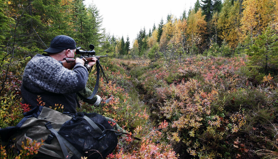 Hjortebestanden, som nå tel rundt 250 000 dyr, er ute av kontroll, meiner Naturvernforbundet. Hjortejeger