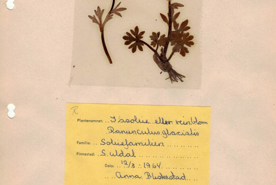 Issoleie-funn for 61 år sidan