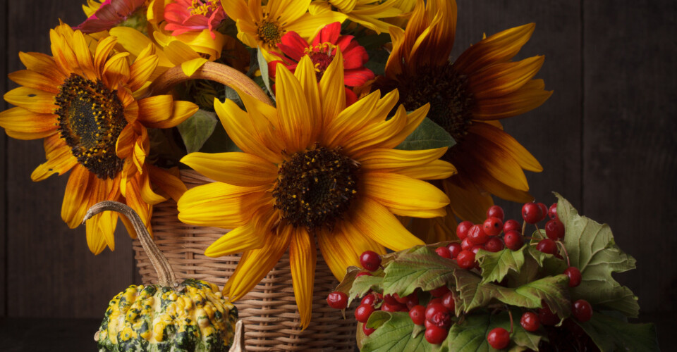Landevegstur med matstasjoner på Ropeidhalvøya