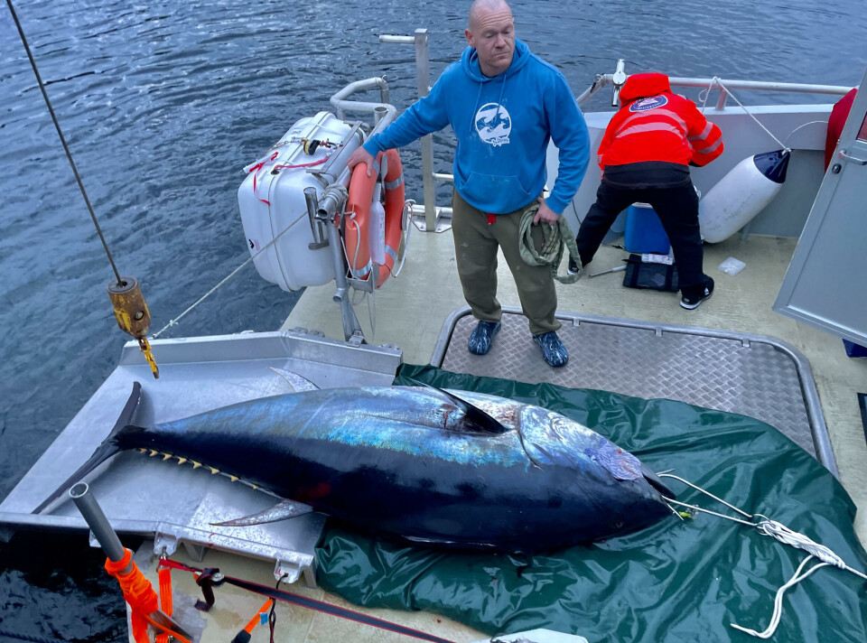 Ei størje på 367 kilo blir overlevert til Havforskingsinstituttet og WelTuna-prosjektet for prøvetaking.