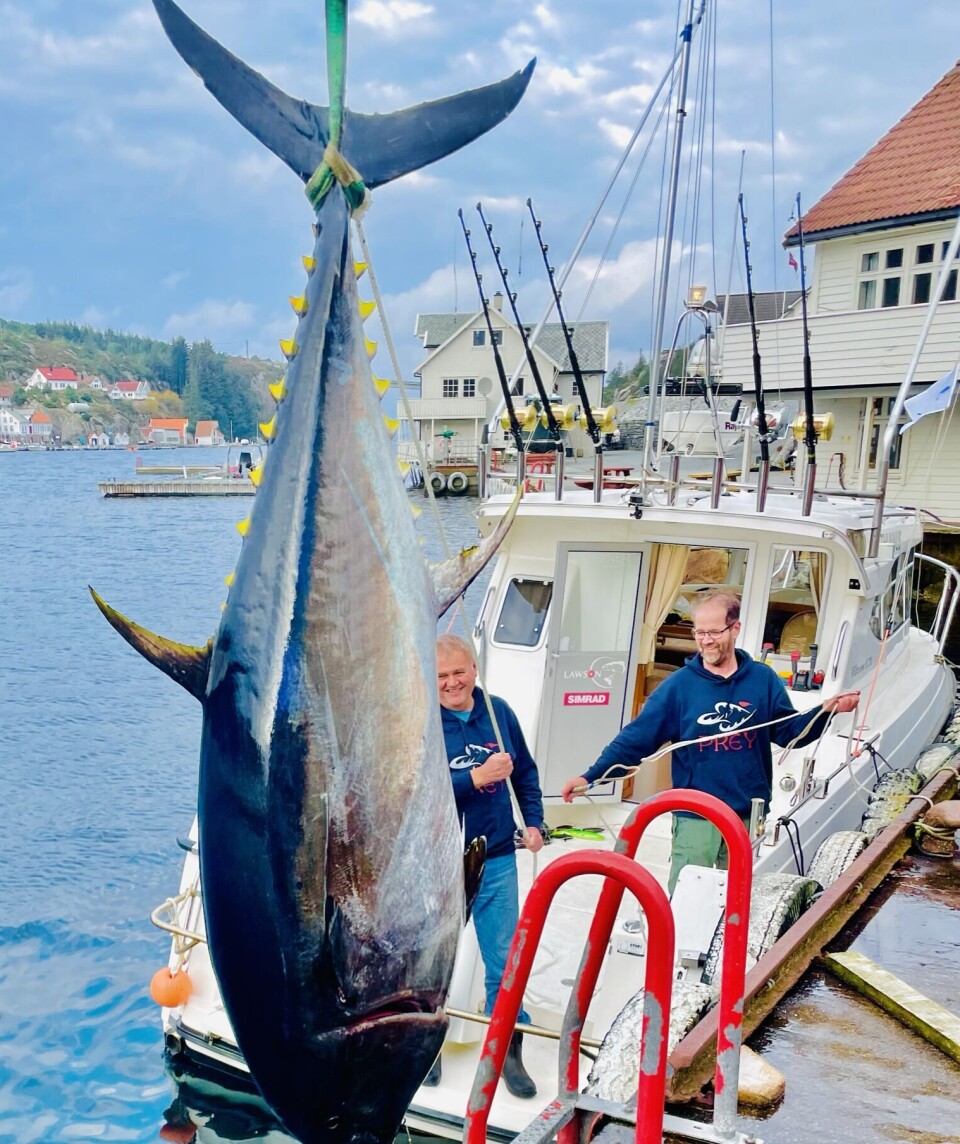 Ein sliten Bjørn Furre heisar rekordfisken på land.