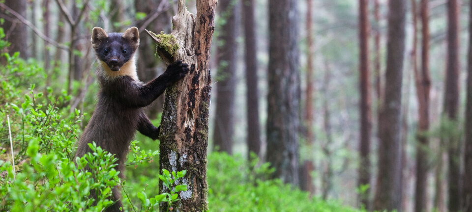 Mår – ein skugge i skogen